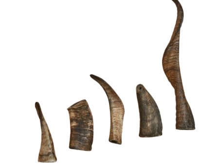 Canophera Sheep Horn For Discount